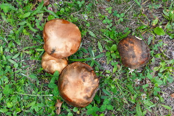 Natural food. Boletus mushroom in spring forest. 