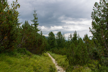 Nice tourist path with long grass and evergreen trees in Tatra mountain, Slovakia