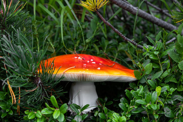 Red fly agaric with white dots, toxic mushroom closeup in Tatra mountain, Slovakia