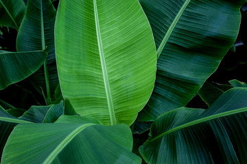 tropical banana leaf texture in garden, abstract green leaf, large palm foliage nature dark green background