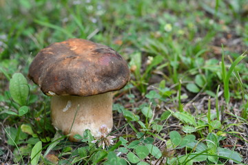 Natural food. Boletus mushroom in spring forest. 
