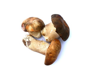 Isolated mushrooms. Boletus edulis isolated on white background.