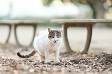 ベンチの前で歩いている猫
