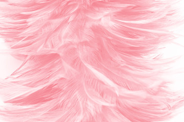 Beautiful light pink feather pattern texture background