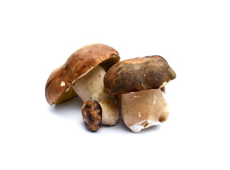 Isolated mushrooms. Boletus edulis isolated on white background.
