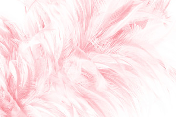 Beautiful light pink feather pattern texture background