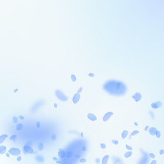 Dark blue flower petals falling down. Enchanting r