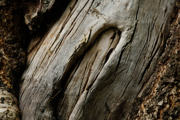 Driftwood/aged wood. Driftwood texture, piece of driftwood top view. Driftwood stick closeup, wood texture for aquarium.