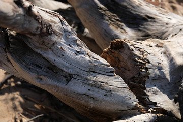 Fototapeta na wymiar Driftwood/aged wood. Driftwood texture, piece of driftwood top view. Driftwood stick closeup, wood texture for aquarium.