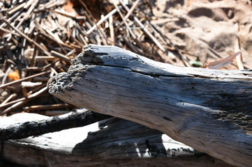 Driftwood/aged wood. Driftwood texture, piece of driftwood top view. Driftwood stick closeup, wood texture for aquarium.