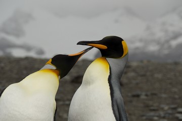 King Penguins on Salisbury Plain (South Georgia)