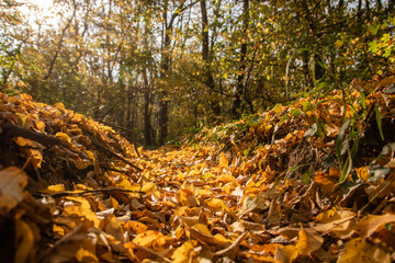 Tourist path in a Hungarian forest during fall, leaves on the ground, yellow colors, closeup of fallen leaves