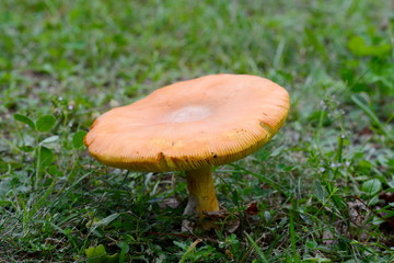 Close up of Amanita Caesarea Mushrooms, also known as Caesars Mushroom. In France known as Roi de Champignons Mushroom background. 