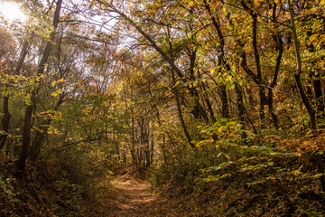 Tourist path in a Hungarian forest during fall, leaves on the ground, yellow colors