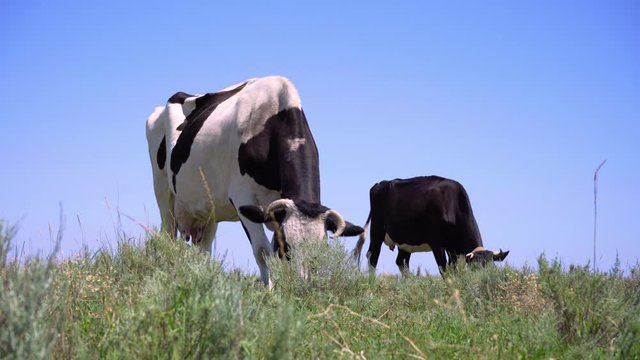Herd of Dairy Cows Grazing In The Meadow, 4k