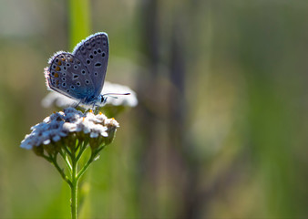 
beautiful butterfly on white wildflower close-up background text