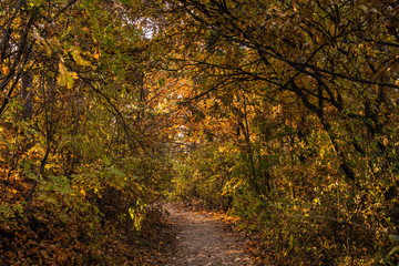 Tourist path in a Hungarian forest during fall, leaves on the ground, yellow colors