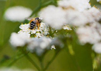 
bee in pollen on white flowers close-up background back view