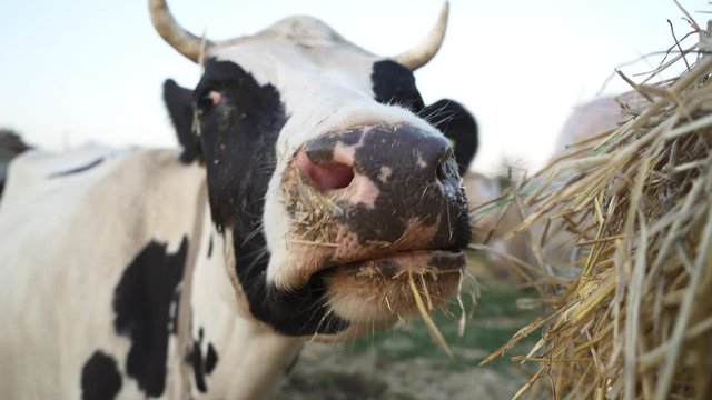 Dairy Cow Eating Hay On The Farm. Cow Chewing Head Close Up, 4k