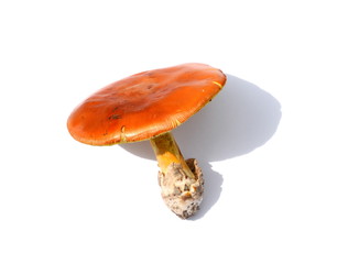 Close up of Amanita Caesarea Mushrooms isolated on vhite background.  Caesars Mushroom. In France...