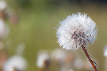 
white delicate dandelion for background and text
