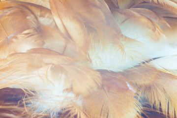 Beautiful brown feather texture pattern background