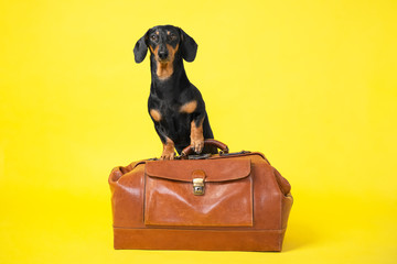 Funny dachshund dog put its paws on vintage suitcase on yellow background, front view, copy space...