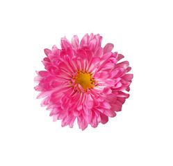 Pink aster flower