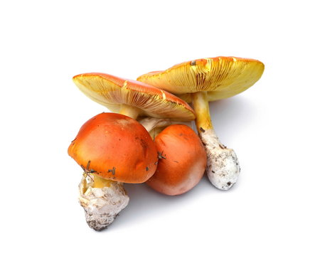 Close up of Amanita Caesarea Mushrooms isolated on vhite background.  Caesars Mushroom. In France known as Roi de Champignons 