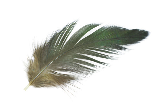 Beautiful  eagle feather isolated on white background