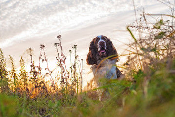 The gun dog sits in the wild grass autumn field. English springer spaniel Breeds
