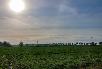 Fototapeta premium Agricultural field with an evergreen tree alley in the background called Fenyves allé in Keszthely, Hungary