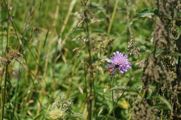 Zygaena transalpina on scabiosa blossom