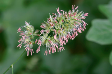 Dactyle en pleine floraison