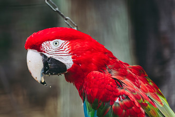 Portrait d'un magnifique perroquet ara chloroptère © PicsArt