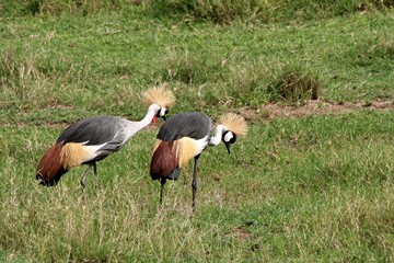 Fototapeta premium Grey Crowned Crane /Balearica regulorum/. Serengeti National Park. Tanzania. Africa.