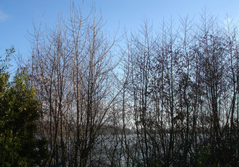 
city ​​park, mountain trees Concepcion Chile