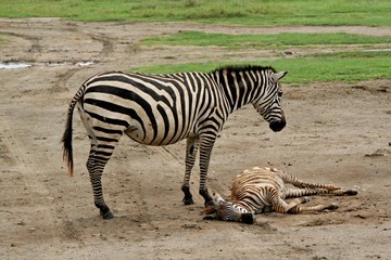 Fototapeta na wymiar Burchell's Zebra (Equus quagga). Serengeti National Park. Tanzania. Africa.