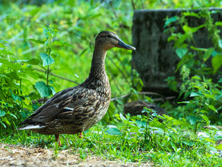 Stockente