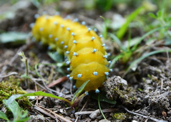 Large caterpillar in the natural environment.