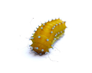Large caterpillar isolated on a white background