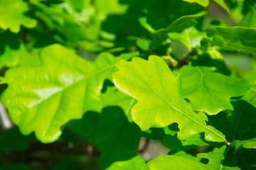 Juicy, green, young oak leaves in sunny weather, desktop wallpaper, screensaver on the screen