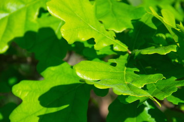 Juicy, green, young oak leaves in sunny weather, desktop wallpaper, screensaver on the screen