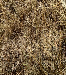 Hay texture. Hay bales are stacked in large stacks. Harvesting in agriculture.