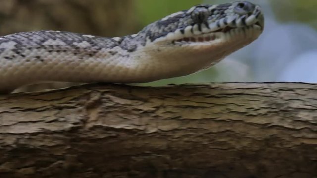 Hissing snake on tree trunk