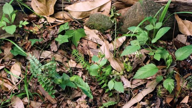 Plants on ground in Semuc Champey, time lapse