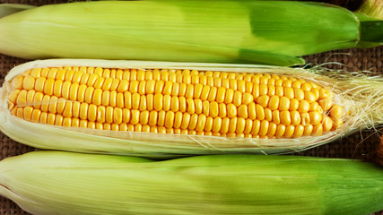 Top view of ripe yellow corn cobs. Harvest, healthy eating gluten free concept.