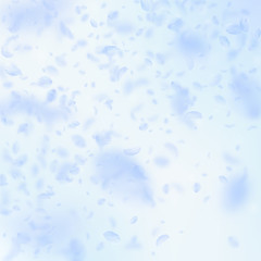 Light blue flower petals falling down. Bold romant