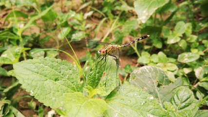 dragonfly on a green leaf