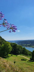 Bonn Germany July 2020 meadow with purple agapanthus against river and hill with blue sky